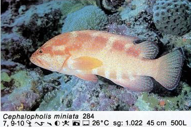 Cephalopholis miniata